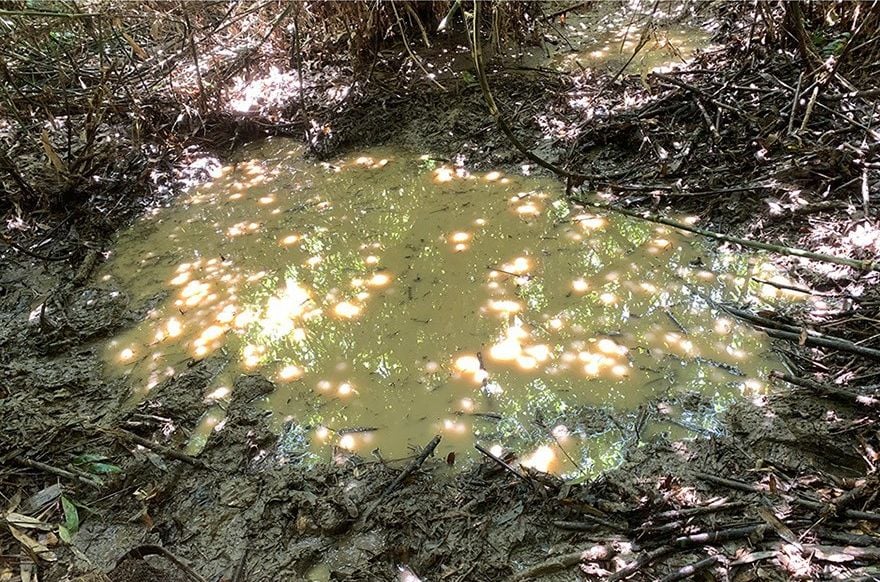 Pond 4 in Phu Canh Nature Reserve, a shallow, muddy pool dappled with sunlight.