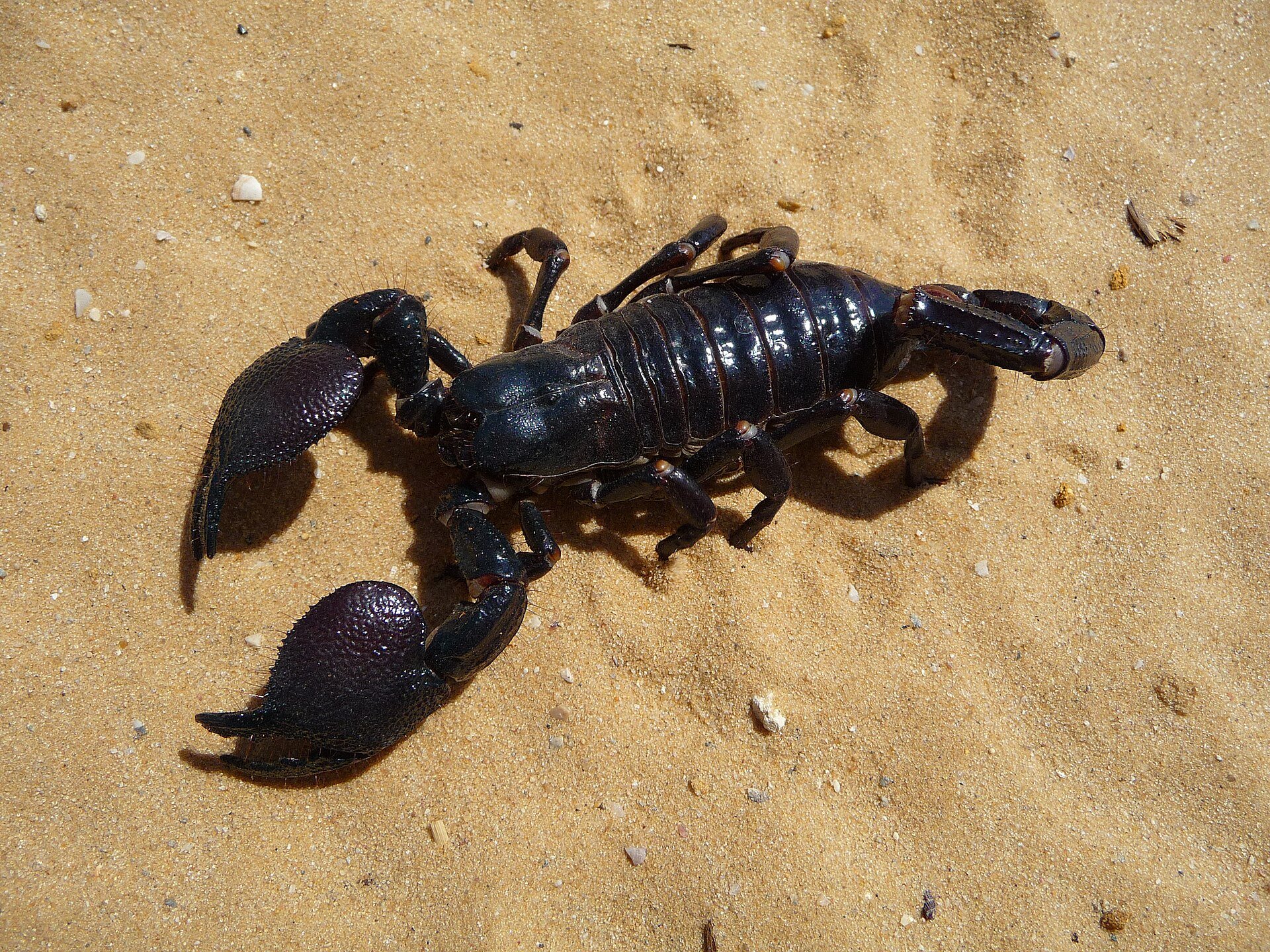 An Emperor Scorpion shows off the broad pincers it uses to seize prey.