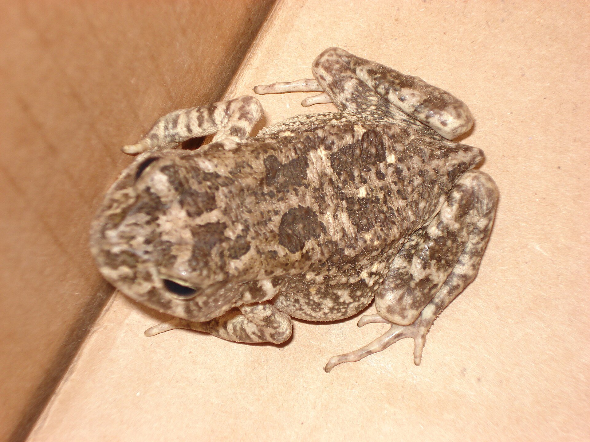 A Flat-backed Toad from Central Africa. The swollen parotoid glands behind the eyes contain the toad's poison.