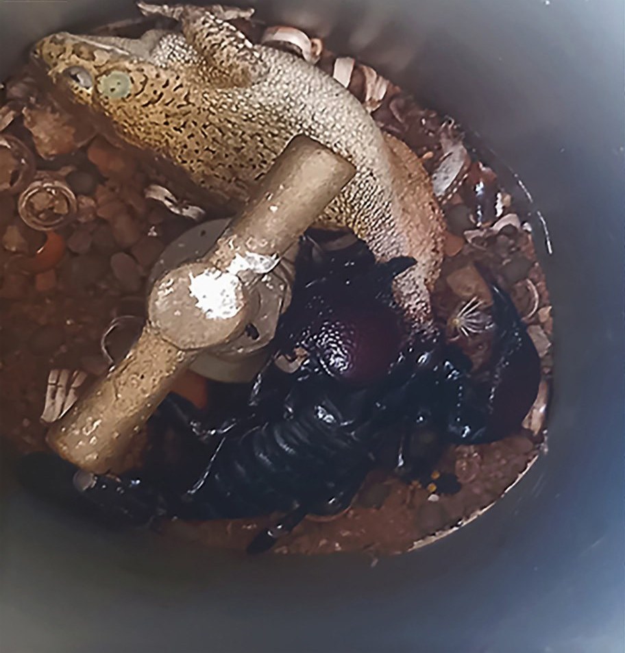 Looking down into a plastic pipe where a large black scorpion grips a spotted toad