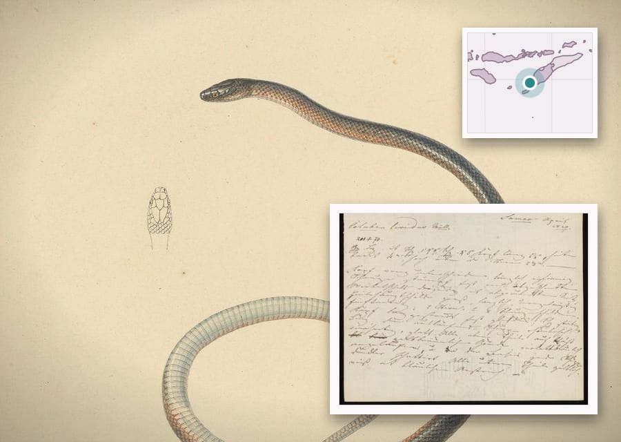 Pieter van Oort's unpublished painting almost certainly shows the snake Müller described, with a small sketch of its head scales at upper left.