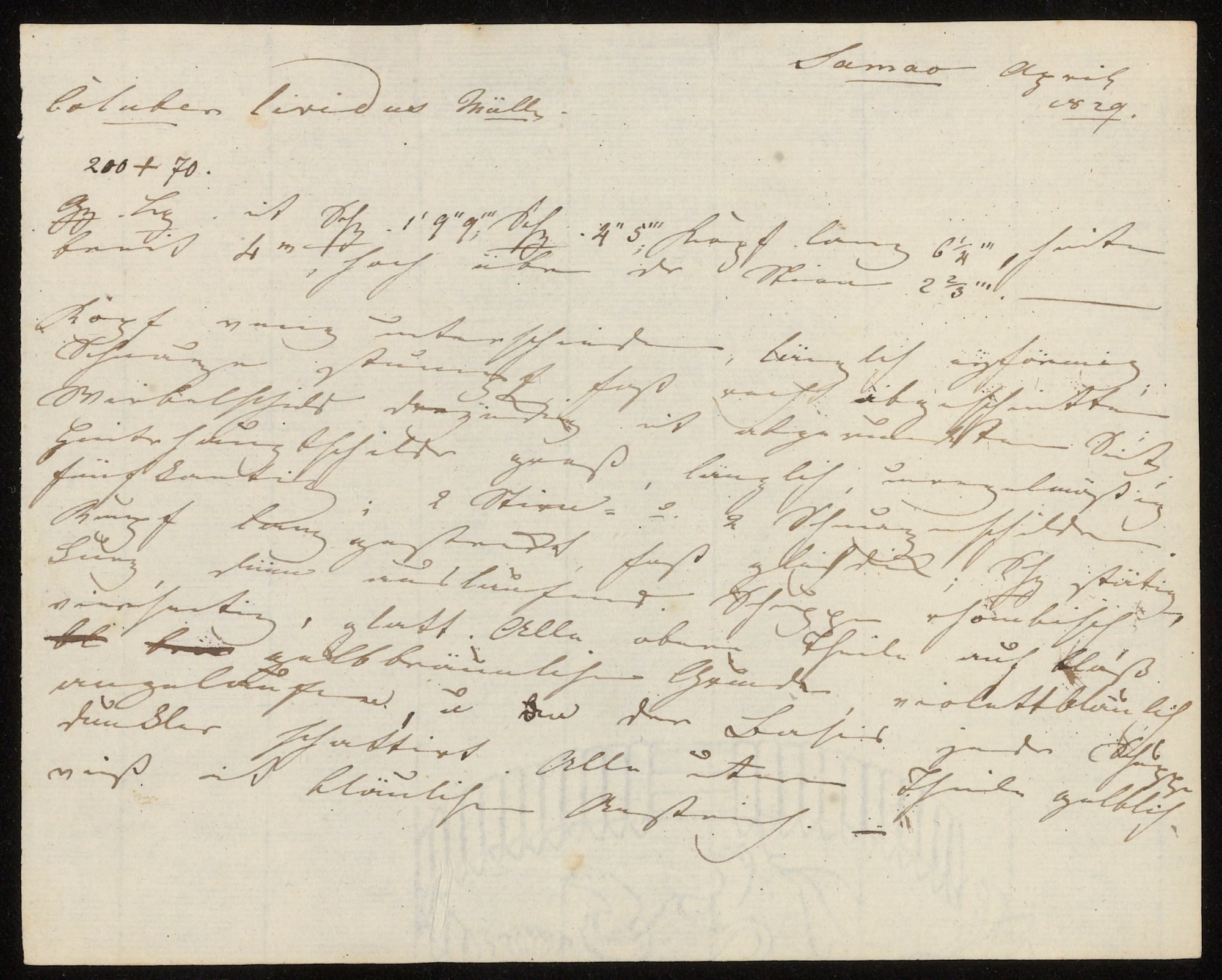 A yellowed page of looping German handwriting, headed 'Coluber lividus Müll.' and dated 'Samao April 1829'