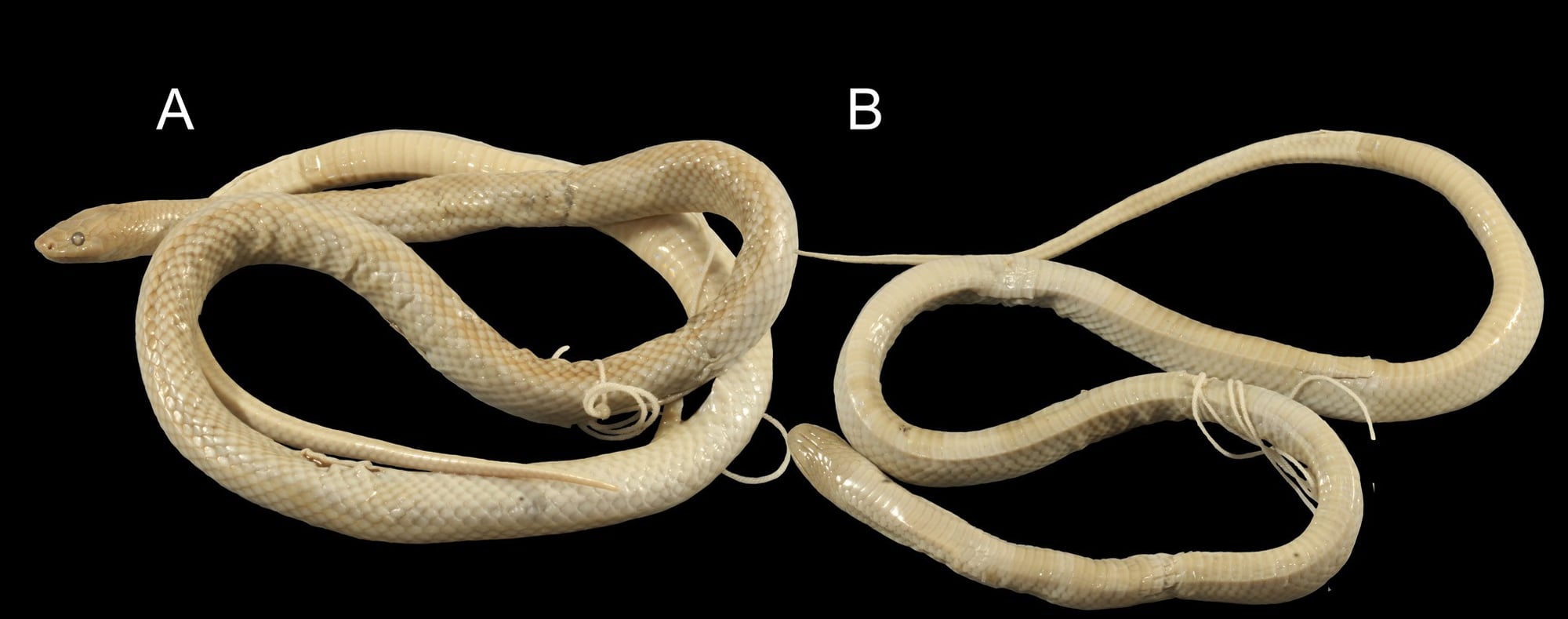 The two snakes from Semau in the Leiden museum, faded to cream after almost two centuries in preservative. The one on the left (A) was chosen in 2018 as the official name-bearer of *Stegonotus lividus*.